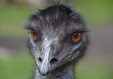 TROUBLESHOOTING AND EMU WRANGLING